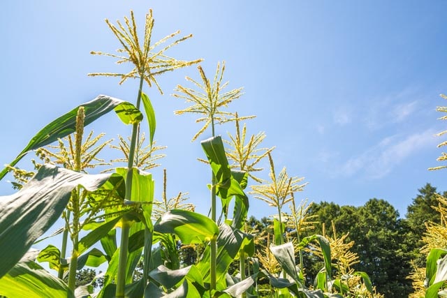 Corn