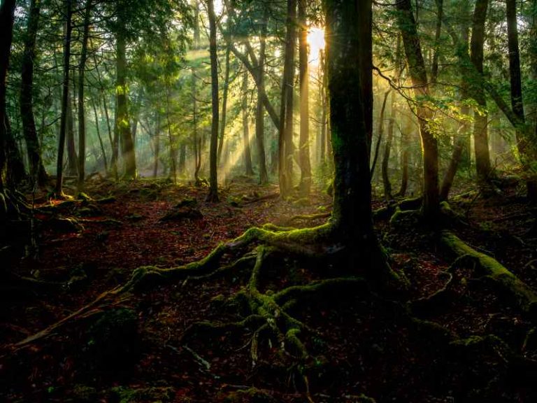 Aokigahara