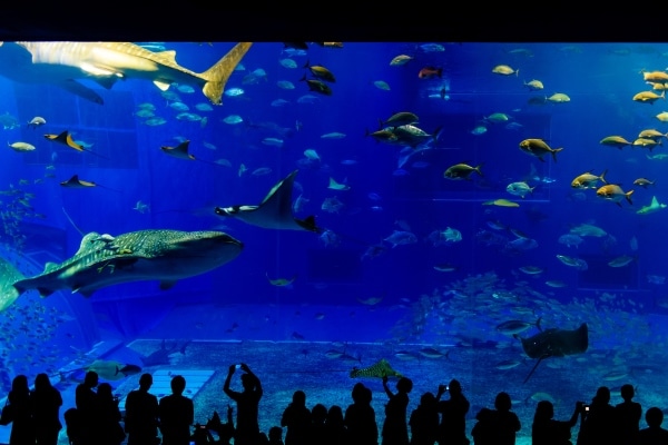 Aquarium audience