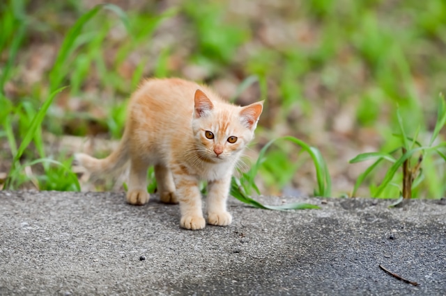 cat