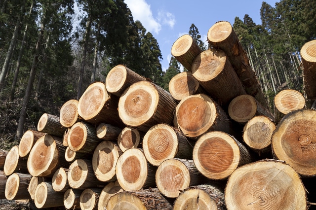 Cut cedar trees
