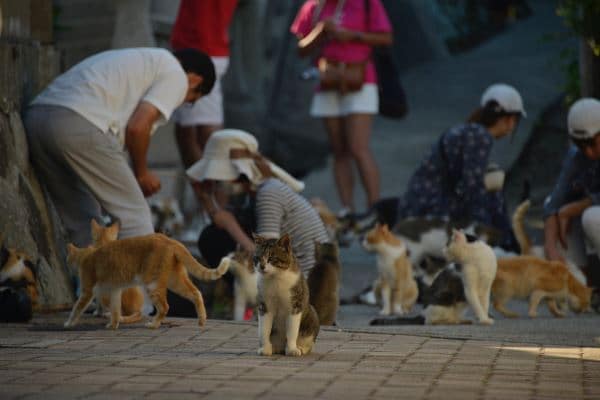 Cat island
