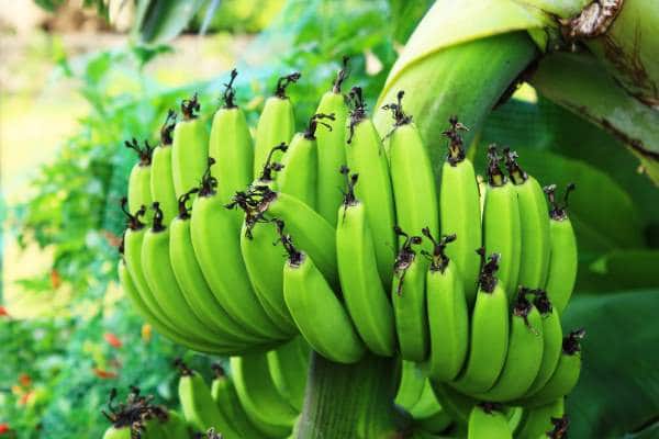 Shima Banana - Island Bananas from Okinawa