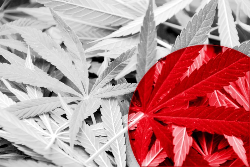 Marijuana leaf on Japanese flag