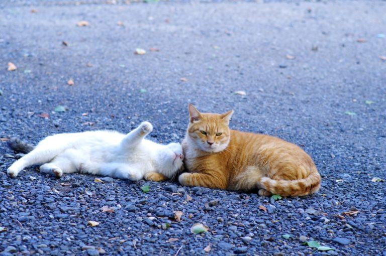 One cat loving another