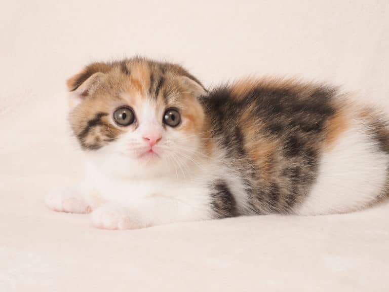 Sad lookign cat wants your love