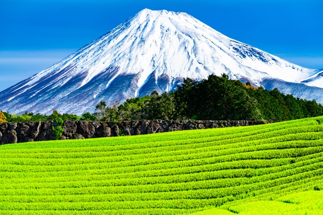Japanese tea field near Mt. Fuji