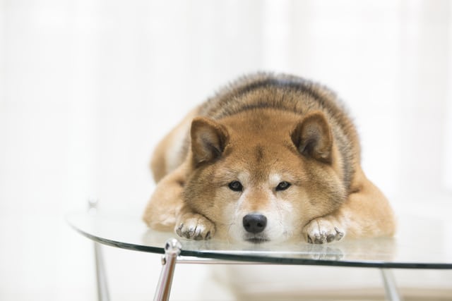 Dog on glass table