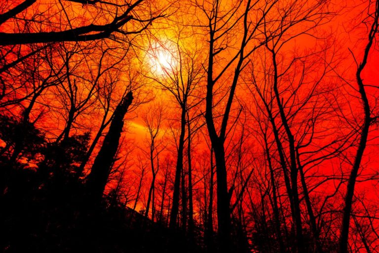 Forest fire