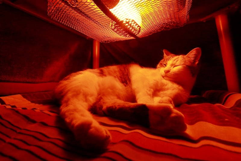 Cat in kotatsu