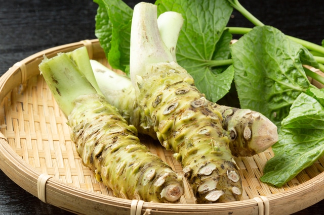 Wasabi rhizome