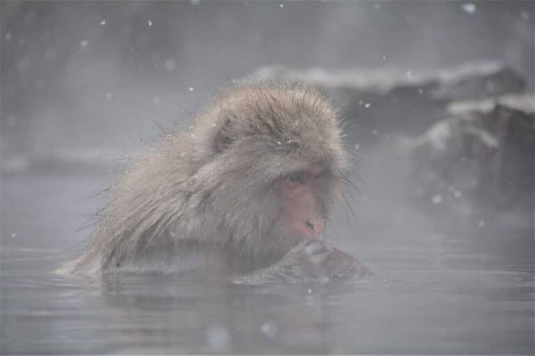 Snow monkeys