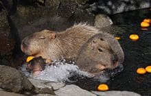 capybaras in a yuzu bath