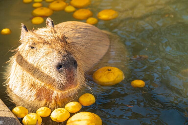 Capybara in a yuzu bath