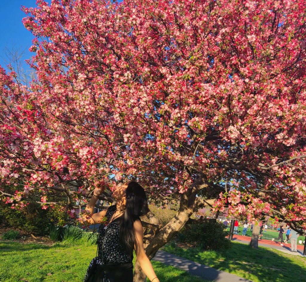 Trying to smell the cherry blossoms (photo: krys s)