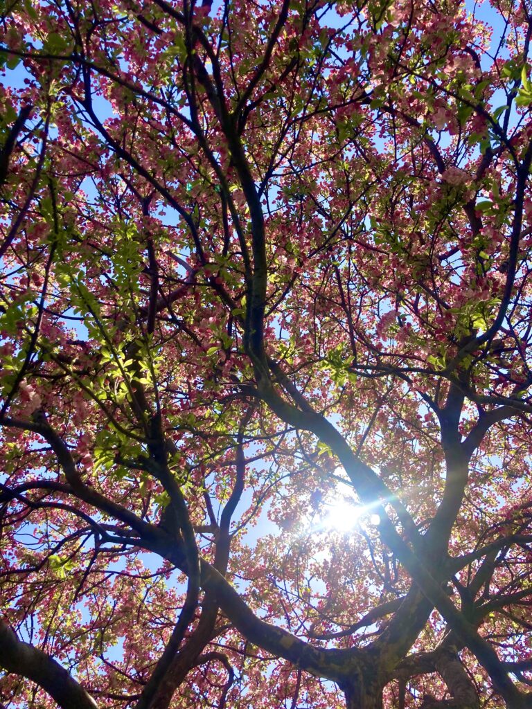 the sun through the sakura blossoms. Photo by Krys S.