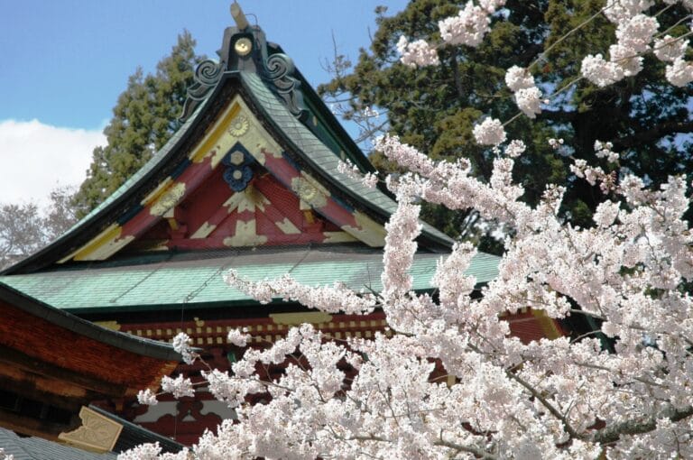 The Shiogama cherry blossoms.