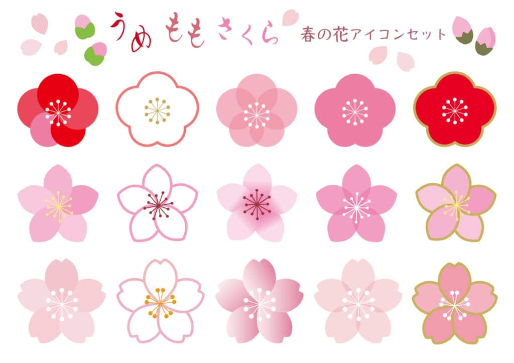 Ume, momo, and sakura comparison.