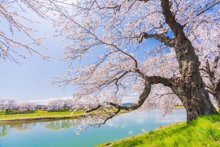 Sakura cherry blossom tree in Miyagi.