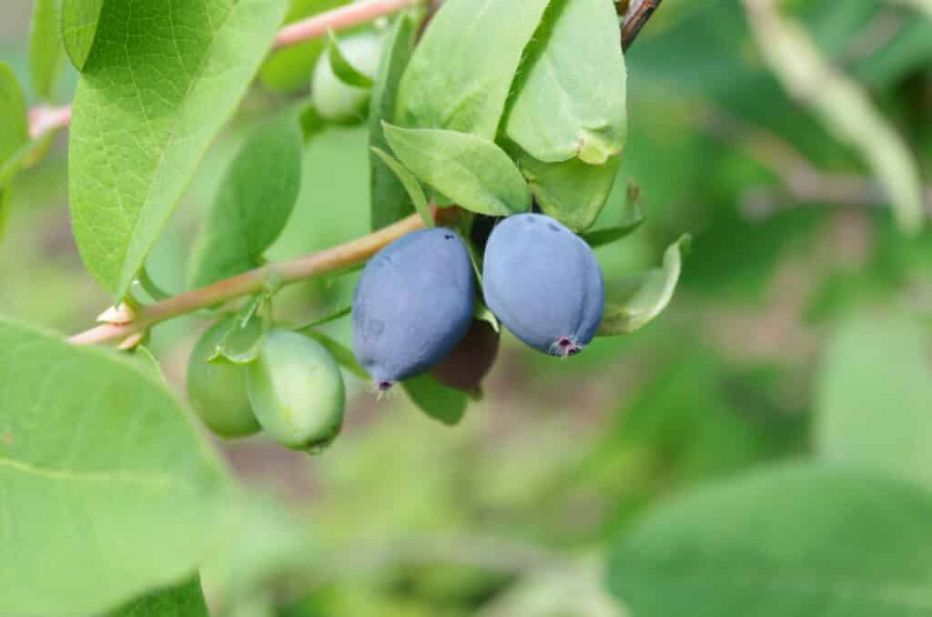 Haskap berries