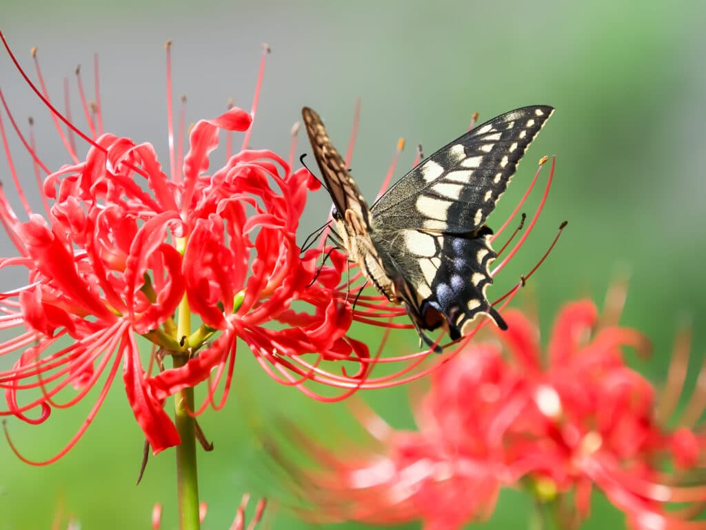 Higanbana (Japanese red spider lily)