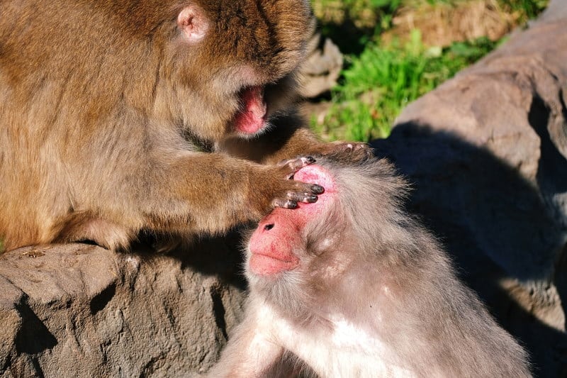 Monkeys