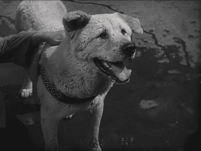 Hachiko in Arupusu Taishou