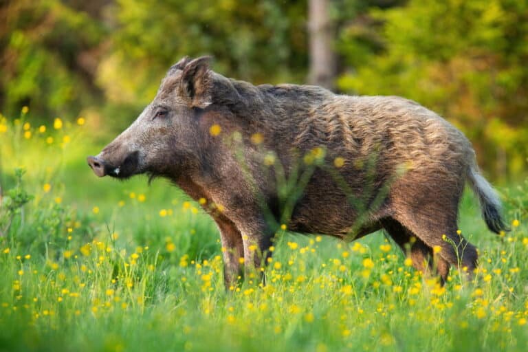 Wild boar