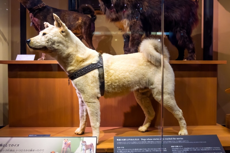 Hachiko taxidermy at the National Museum of Nature and Science in Japan