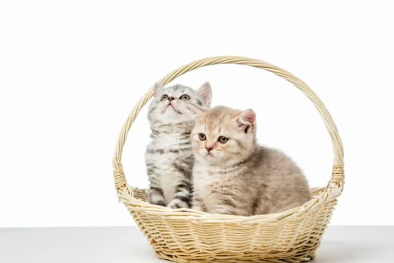 Cats in a basket