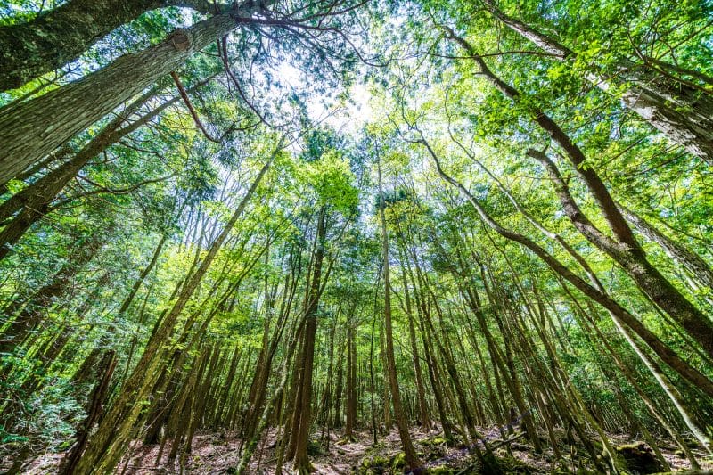 Aokigahara Forest