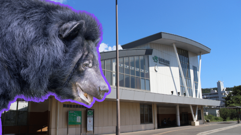 Bear and Rikuzen-Ochia Station in Sendai