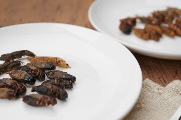 Insect food