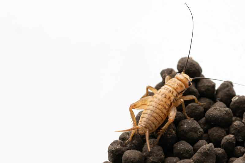 Cricket just chillin' like a cricket guy does