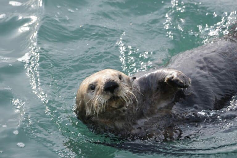 Sea otter