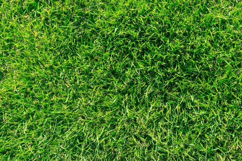 Grass (not coriander, lol)