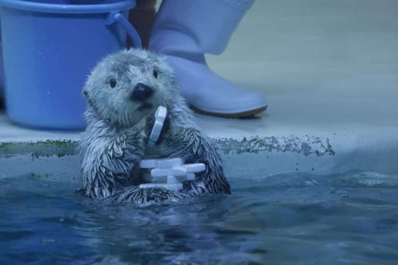 Sea otter