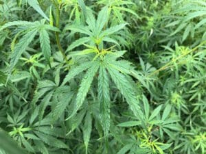 Marijuana