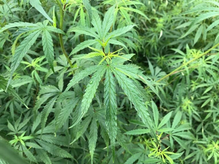 Marijuana