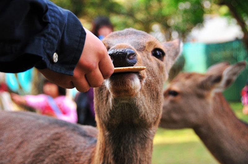 Deer in Nara eating a senbei cracker