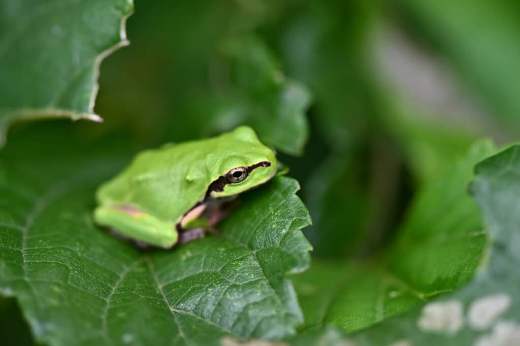 Frog mens sitting on a leaf boi