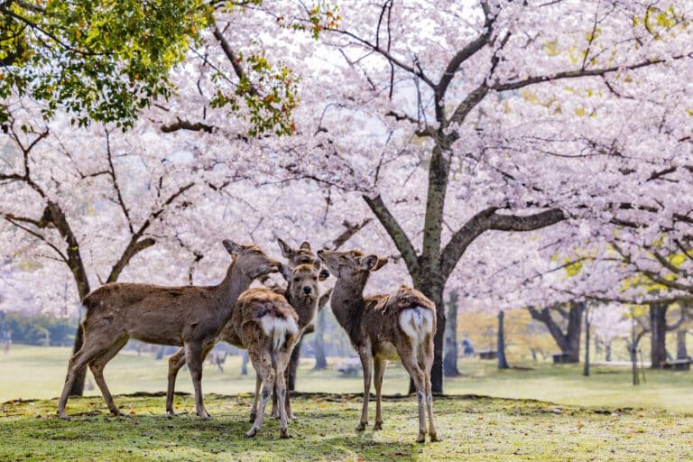 Deer of Nara