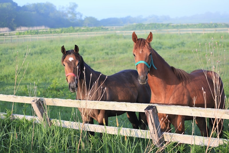 Horses in a field (Tado Shrine horse abuse story)