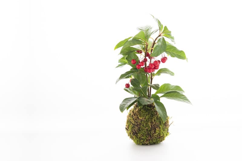 Yabukoji (yabukouji) plant