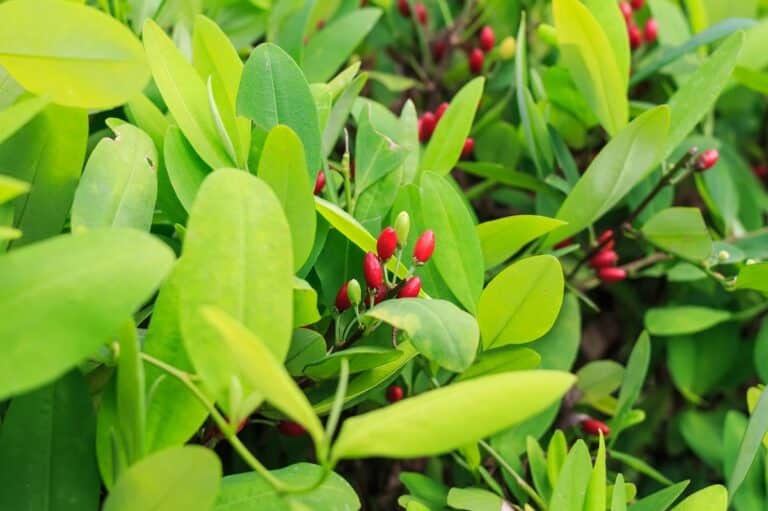 Coca leaf