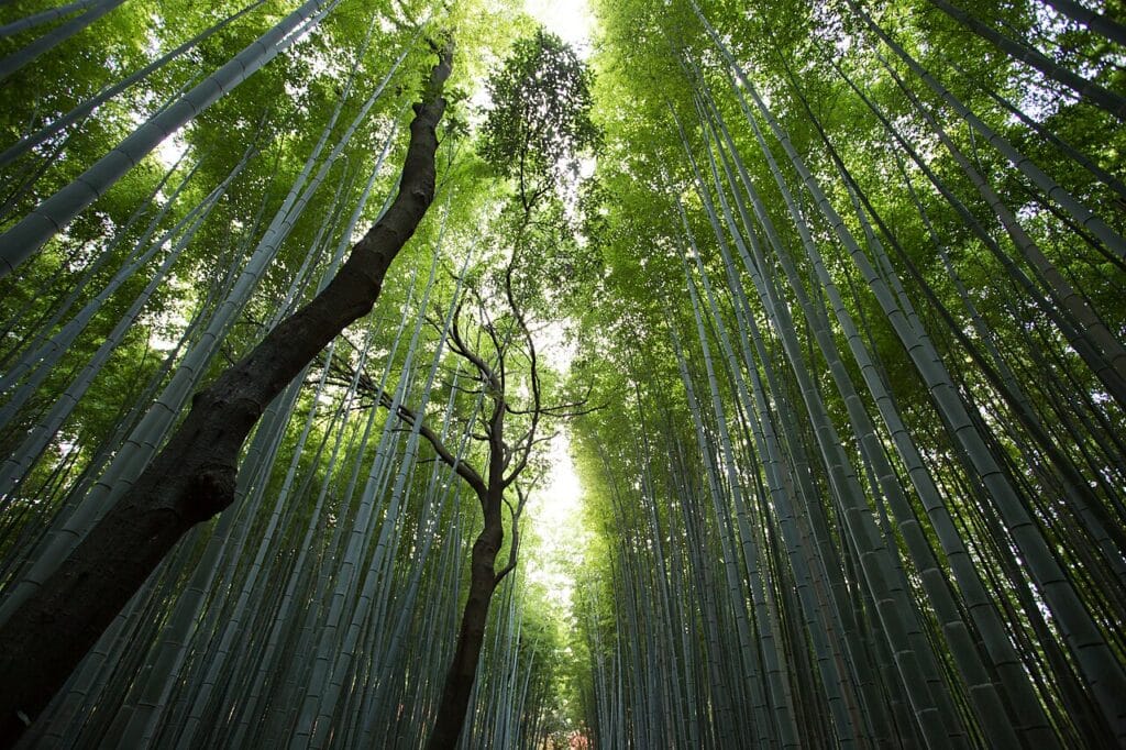 Sagan bamboo forest, Kyoto