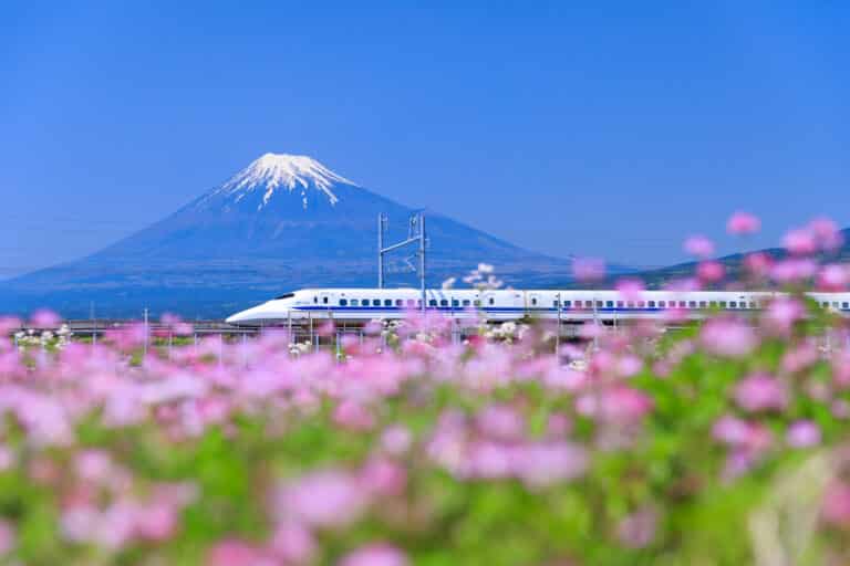Nozomi service shinkansen bullet train on the Tokaido line zooms past Mt. Fuji, with pink flowers in the foreground.