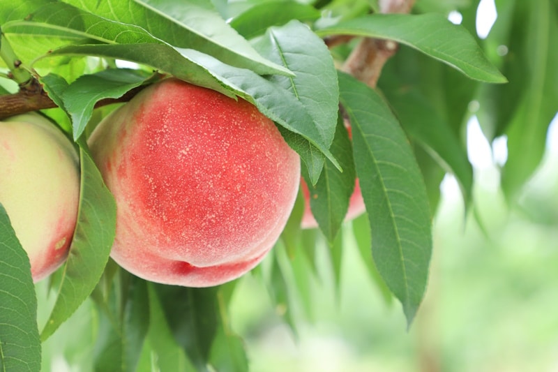 Peaches from Fuefuki, Yamanashi Prefecture