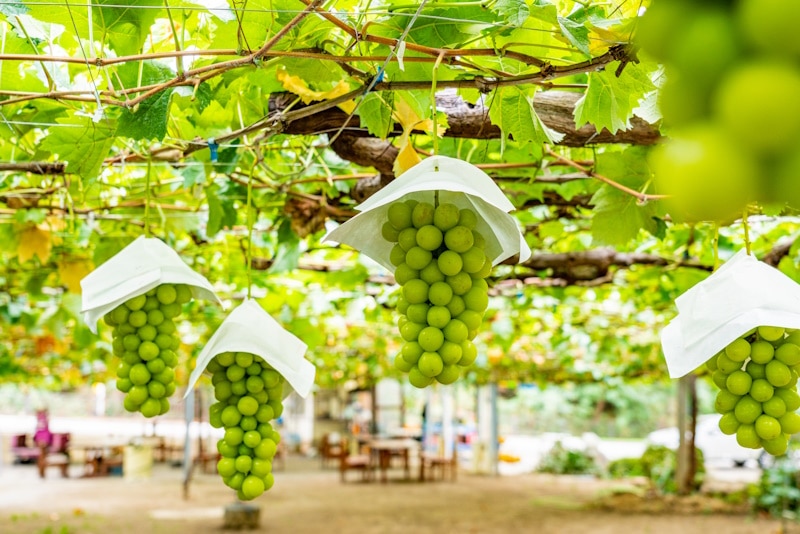 Shine muscat grapes
