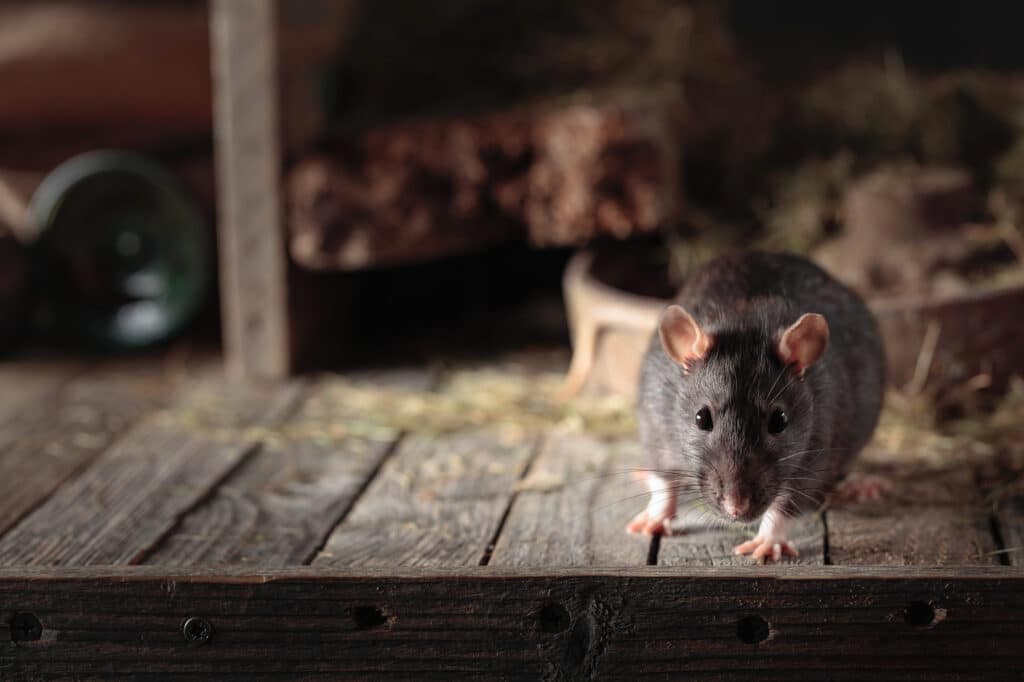 Rat